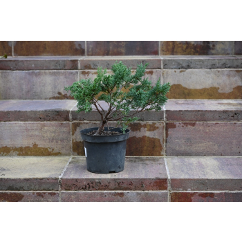 Jałowiec chiński Shimpaku - Juniperus chinensis 0090