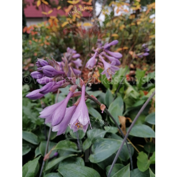 Funkia Halcyon-Hosta