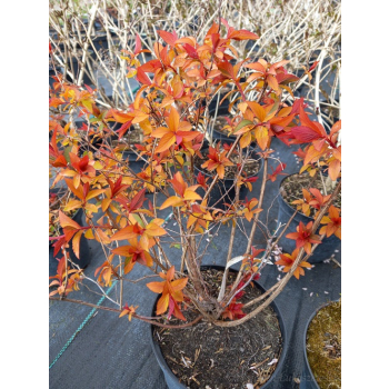 Tawuła japońska Goldflame - Spiraea japonica