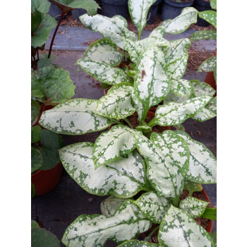 Miodunka-Pulmonaria Moonshine