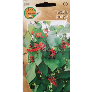 Fasola pnąca
