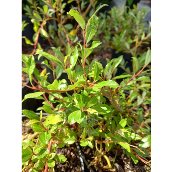 Wierzba arktyczna-Salix arctica var. petraea