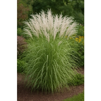Miskant chiński Silberspinne-Miscanthus sinensis