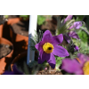 Sasanka zwyczajna Pinwheel Blue Violet Shades  - Pulsatilla vulgaris