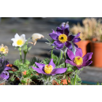 Sasanka zwyczajna Pinwheel Blue Violet Shades  - Pulsatilla vulgaris