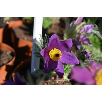 Sasanka zwyczajna Pinwheel Blue Violet Shades  - Pulsatilla vulgaris
